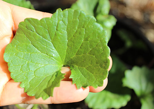 gotu-kola-leaf gotu-kola-leaf