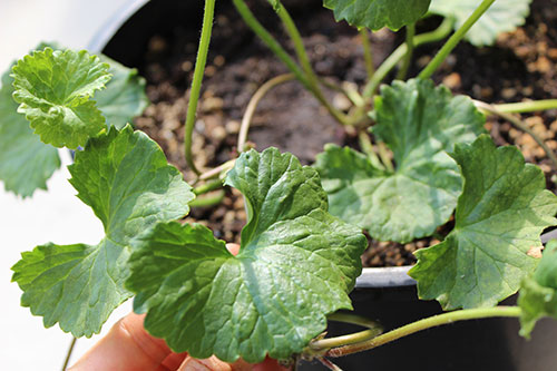 gotu-kola-plant-potted gotu-kola-plant-potted