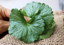 gotu-kola-related-pages