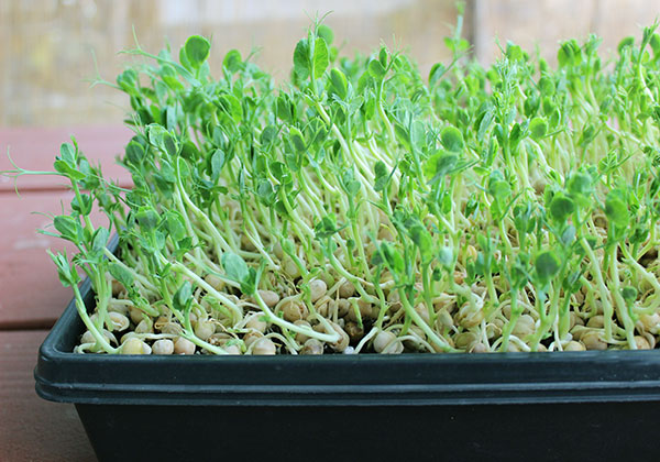 green-pea-shoots green-pea-shoots