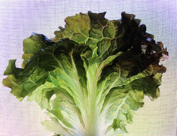 green-smoothie-benefits-red-leaf-lettuce green-smoothie-benefits-red-leaf-lettuce