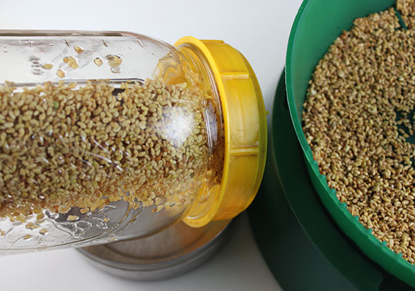 growing-alfalfa-sprouts-sprouting-teciniques growing-alfalfa-sprouts-sprouting-teciniques