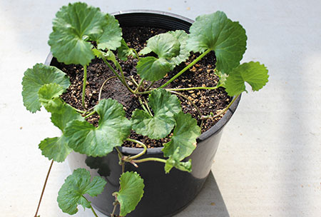 growing-gotu-kola-plant growing-gotu-kola-plant