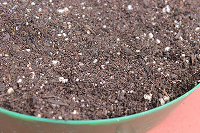 growing-microgreens-on-soil-indoors