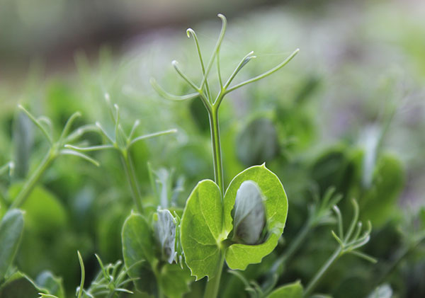 growing-pea-shoots-at-home growing-pea-shoots-at-home