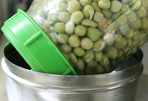 growing-pea-shoots-jar-sprouting growing-pea-shoots-jar-sprouting