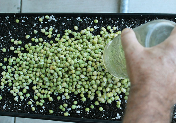 growing-pea-shoots-placing-on-soil growing-pea-shoots-placing-on-soil