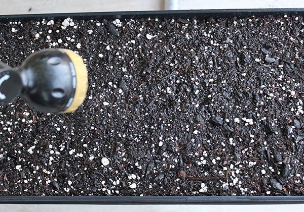 growing-pea-spouts-tray-soil-mist growing-pea-spouts-tray-soil-mist