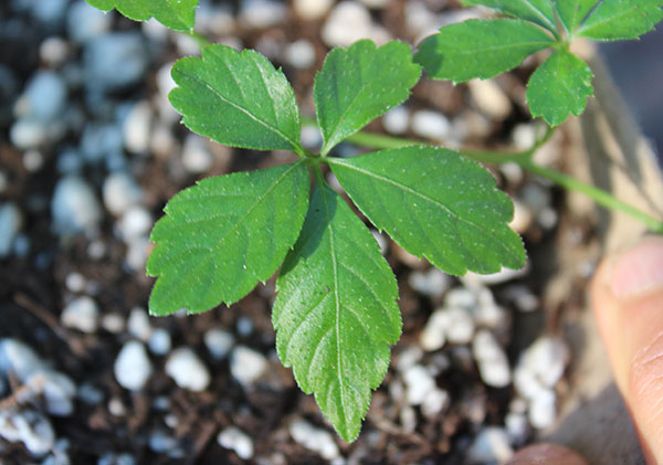 gynostemma-health-benefits-leaf gynostemma-health-benefits-leaf