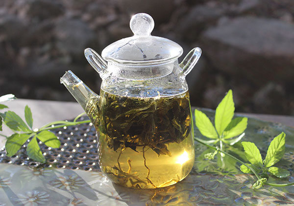 gynostemma-tea-benefits-tea-infusion gynostemma-tea-benefits-tea-infusion