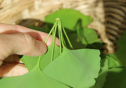 harvesting-ginkgo-biloba-leaves