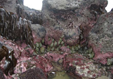 harvesting-seaweed-related-page