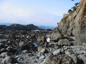 harvesting-seaweeds-low-tide harvesting-seaweeds-low-tide