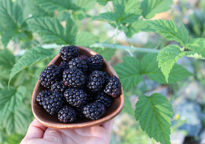 harvesting-wild-blackberries