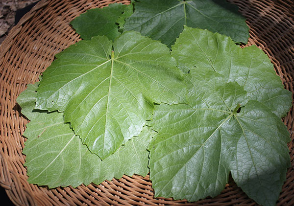 harvesting-wild-grape-leaves-for-recipe