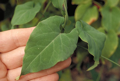 he-shou-wu-root-plant he-shou-wu-root-plant