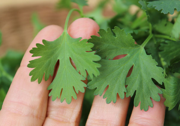 health-bemefits-of-cilantro-leaves
