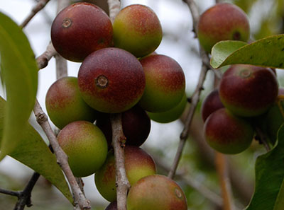 health-benefits-of-camu-camu-tree-fruit health-benefits-of-camu-camu-tree-fruit