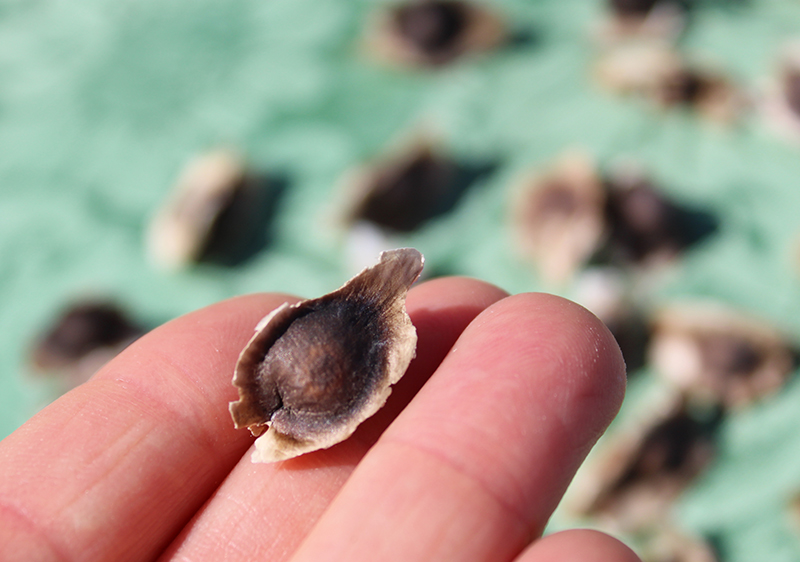 health-benefits-of-moringa-seed