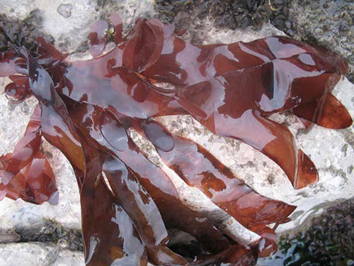 health-benefits-of-seaweeds-dulse health-benefits-of-seaweeds-dulse