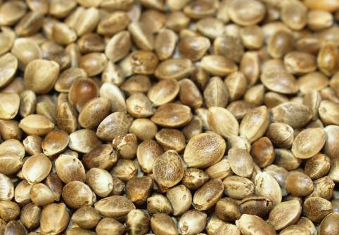 hemp-oil-seeds hemp-oil-seeds