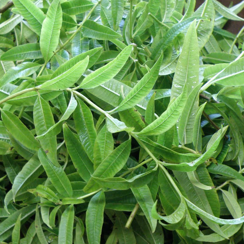 herbal-flavor-enhancers-lemon-verbena herbal-flavor-enhancers-lemon-verbena