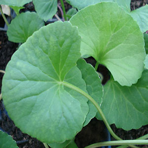 herbal-stimulants-gotu-kola herbal-stimulants-gotu-kola