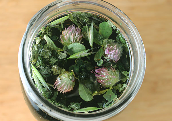 herbal-tea-benefits-nutritive-herbs herbal-tea-benefits-nutritive-herbs