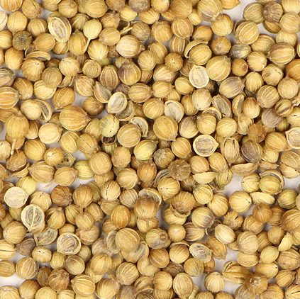 herbs-and-spices-coriander