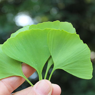 herbs-for-healthy-eyes-ginkgo herbs-for-healthy-eyes-ginkgo