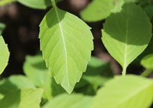 holy-basil-related-pages