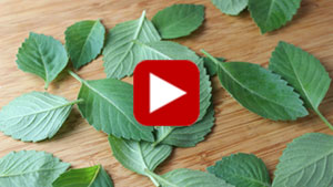 holy-basil-vid