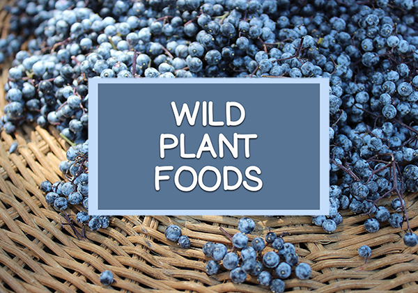 home-wild-plant-foods