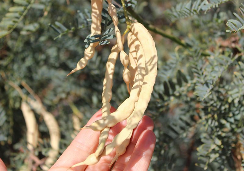 honey-mesquite-pods honey-mesquite-pods