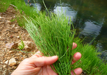 horsetail-plant-related-pages