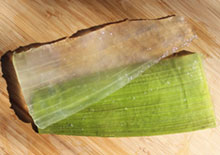 how-to-fillet-aloe-related-pages