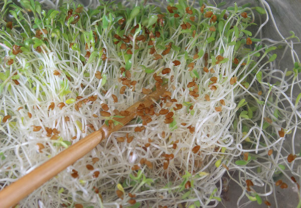 how-to-grow-alfalfa-sprouts-dehulling how-to-grow-alfalfa-sprouts-dehulling