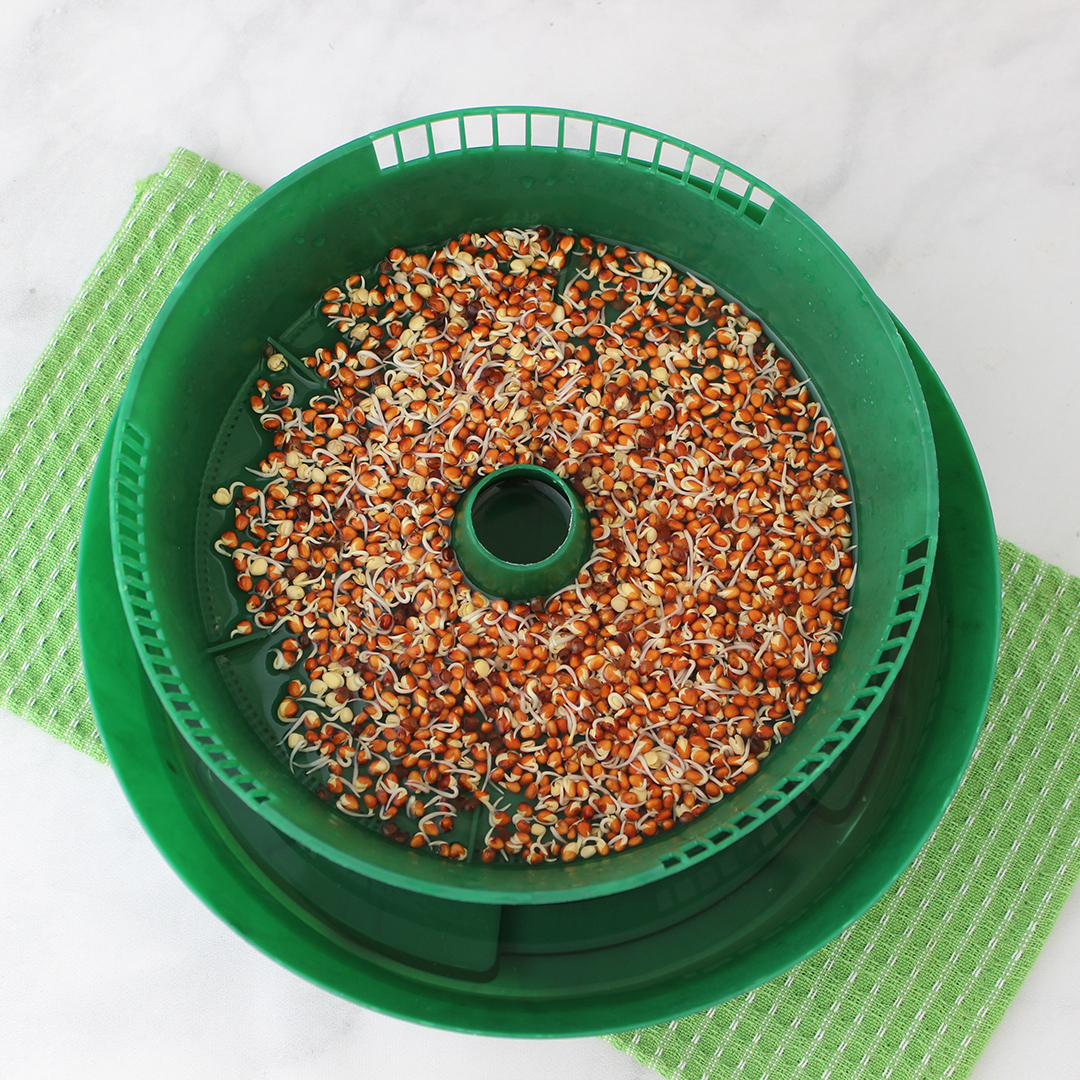 how-to-grow-daikon-sprouts-2 how-to-grow-daikon-sprouts-2