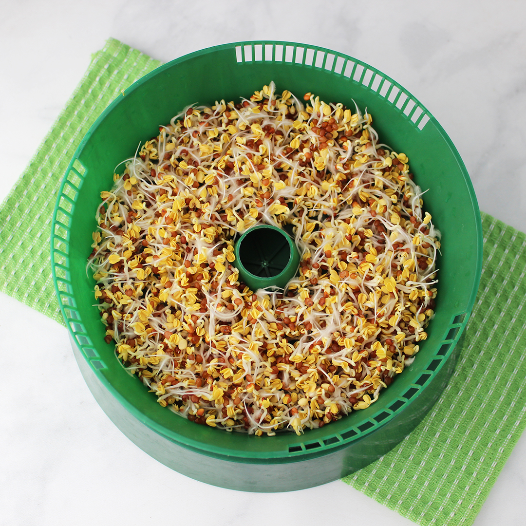 how-to-grow-daikon-sprouts-3 how-to-grow-daikon-sprouts-3