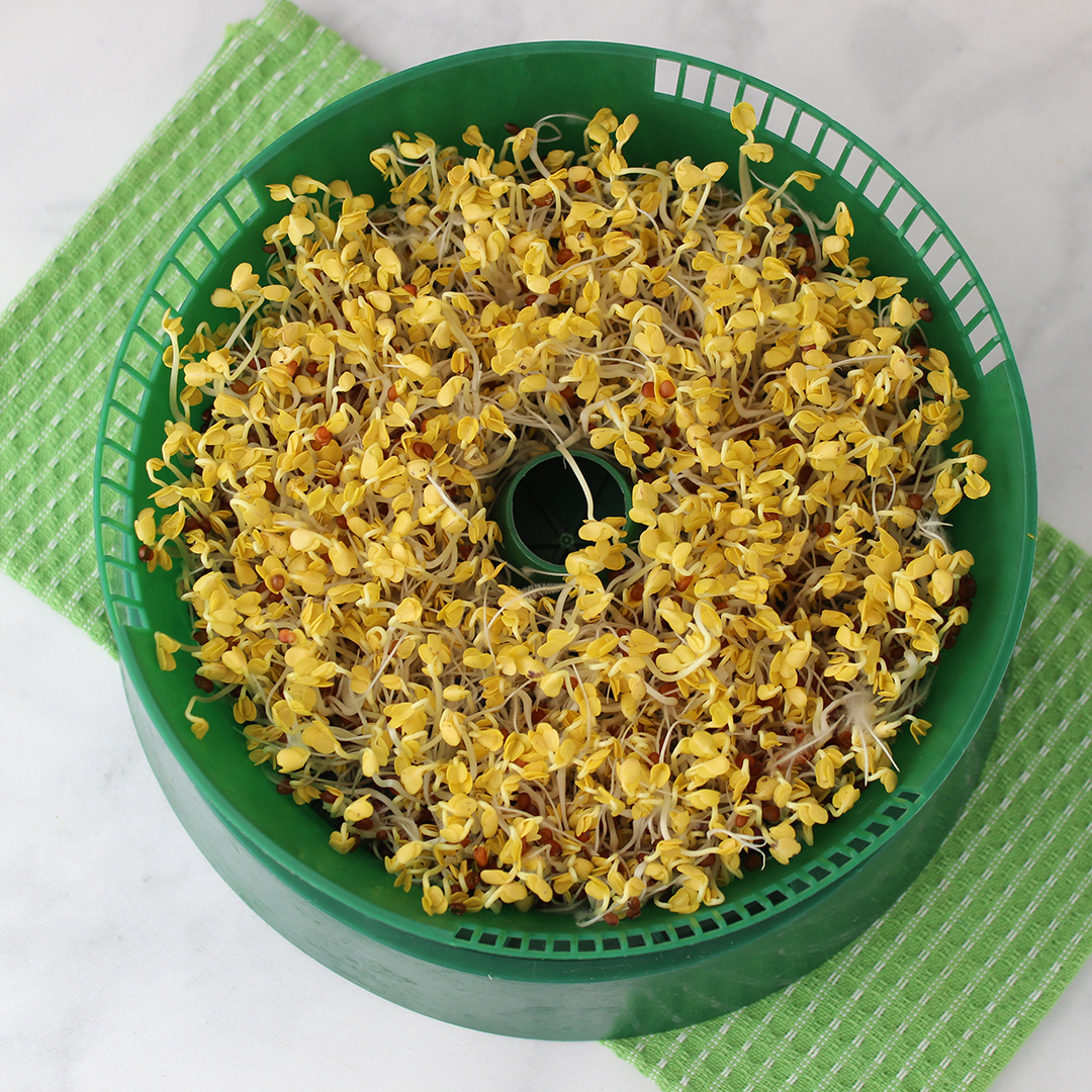 how-to-grow-daikon-sprouts-4 how-to-grow-daikon-sprouts-4