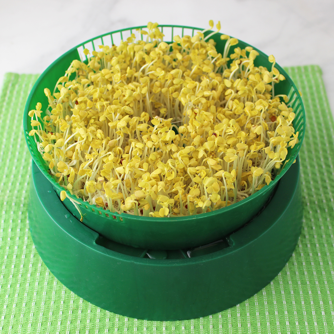 how-to-grow-daikon-sprouts-5 how-to-grow-daikon-sprouts-5