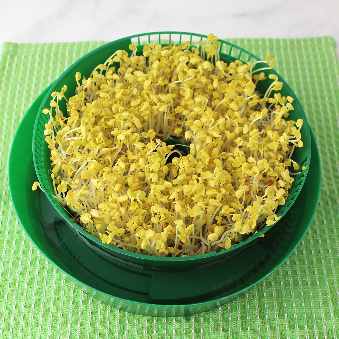 how-to-grow-daikon-sprouts-6 how-to-grow-daikon-sprouts-6