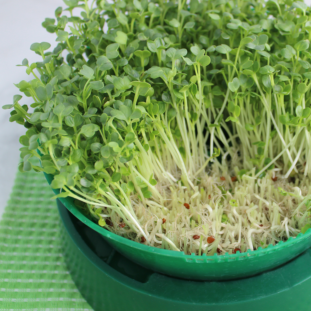 how-to-grow-daikon-sprouts-8 how-to-grow-daikon-sprouts-8