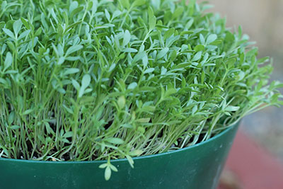 how-to-grow-microgreens-cress