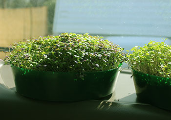 how-to-grow-microgreens-greening-process