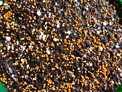 how-to-grow-microgreens-laying-the-seeds