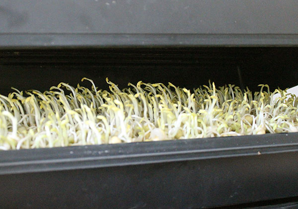 how-to-grow-pea-shoots-lid-sprouting how-to-grow-pea-shoots-lid-sprouting