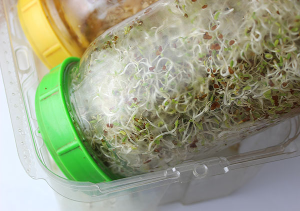 How to Grow Sprouts Using Jars, Bags,Trays and Sprouters