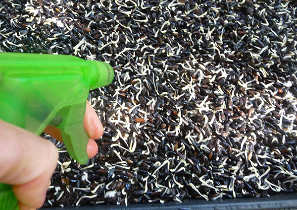 how-to-grow-sprouts-misting how-to-grow-sprouts-misting
