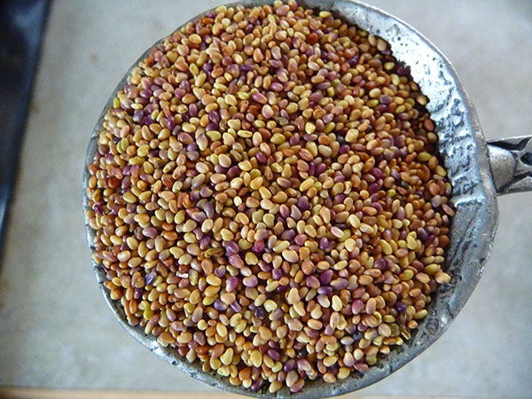 how-to-grow-sprouts-seed-mixes how-to-grow-sprouts-seed-mixes